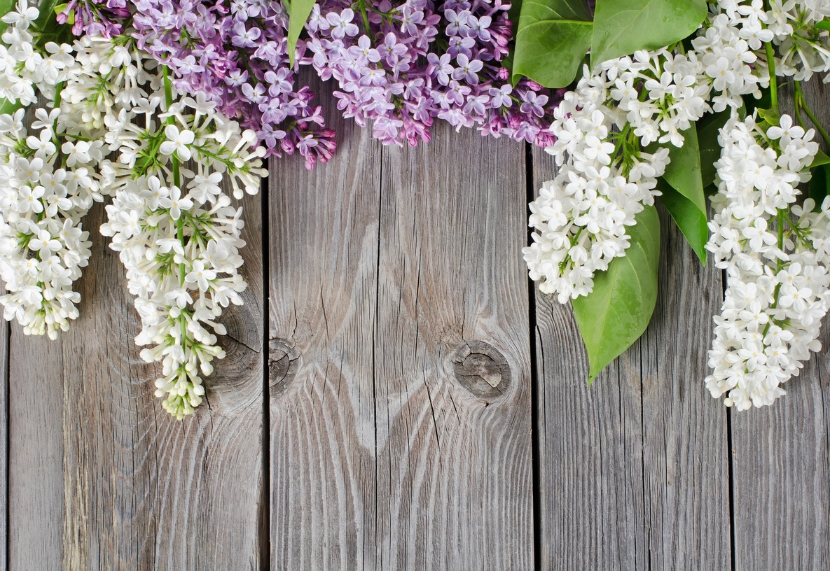 

BeHappy Фотообои: Сирень и дерево flowers00097 Фреска