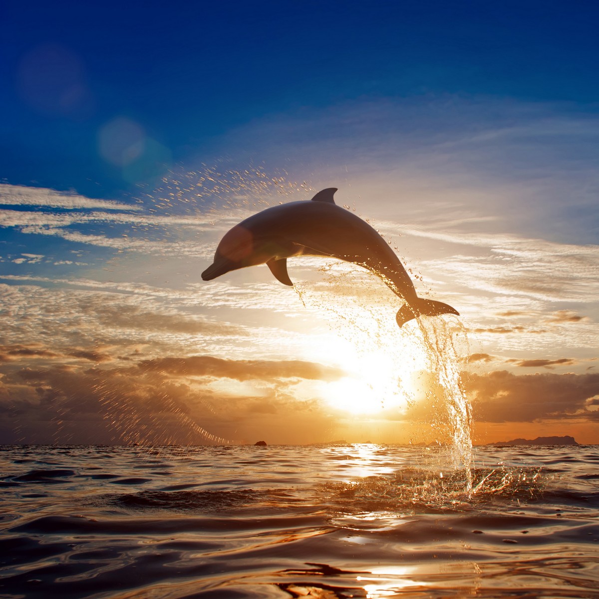 

BeHappy Фотообои: Грациозный дельфин ANI-043 Карат