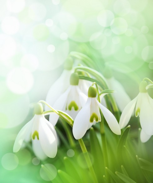 

BeHappy Фотообои: Подснежники flowers00015 Глянец