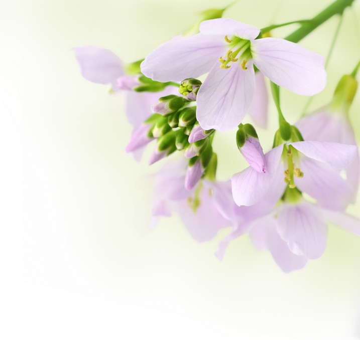 

BeHappy Фотообои: Нежность и очарование flowers00046 Глянец