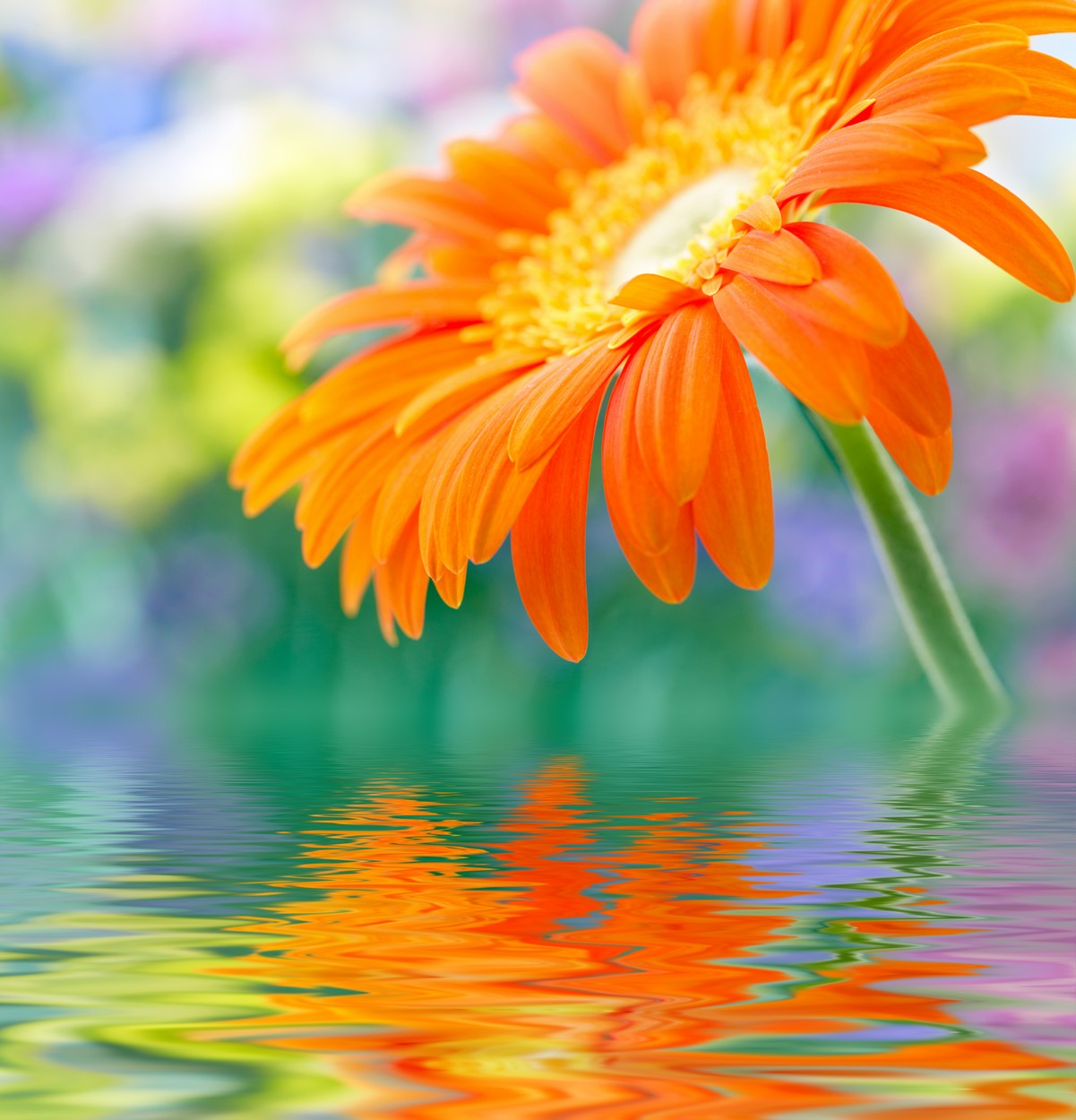 

BeHappy Фотообои: Оранжевый цветок в отражении flowers00100 Прованс