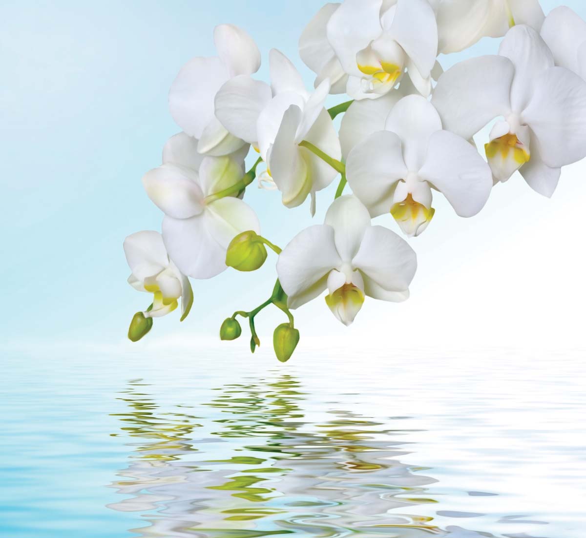 

Фотообои WS Wallpaper Орхидеи на воде 294*270 (31188) Флора