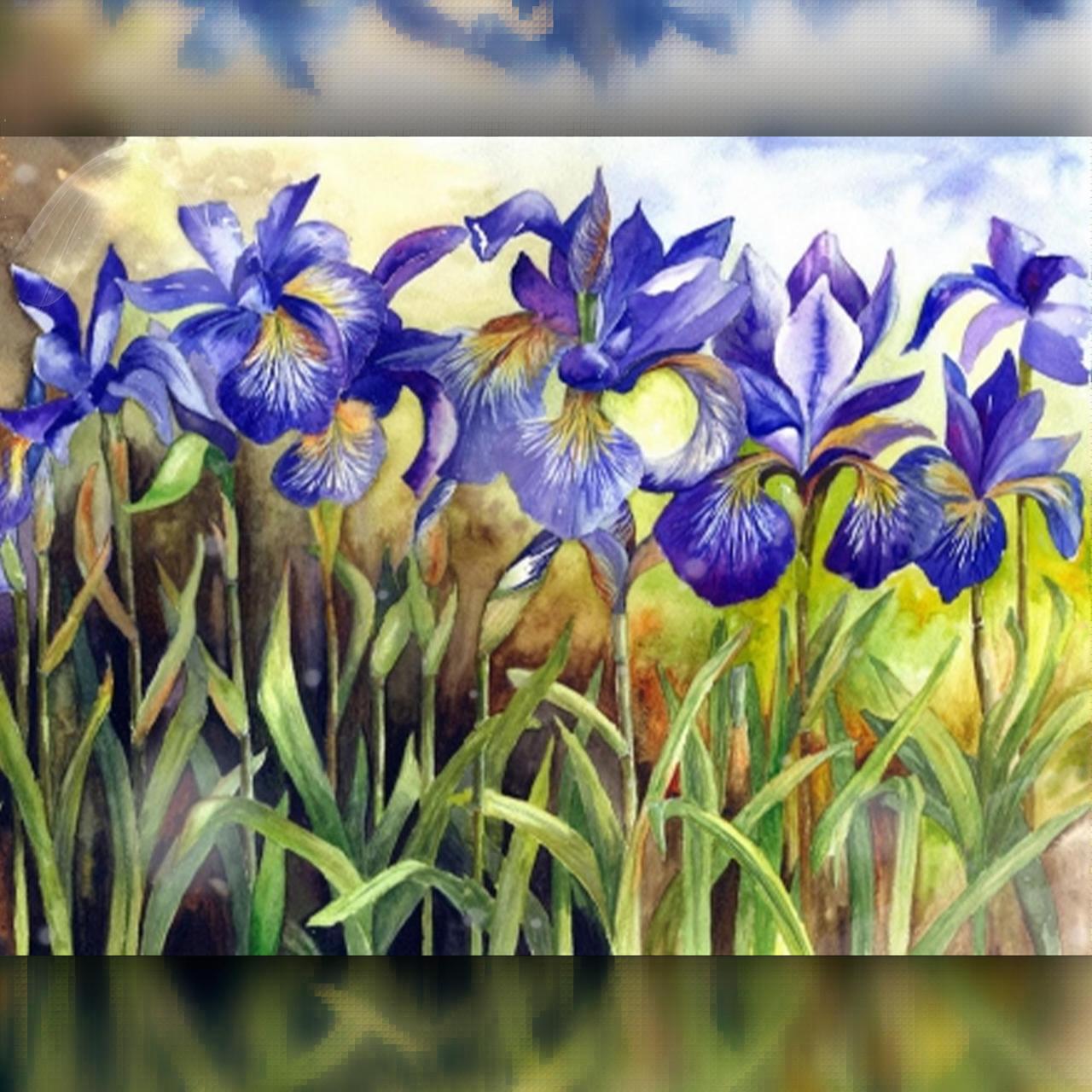 

Алмазная вышивка "Дикие Ирисы" 40x50 The Wortex Diamonds