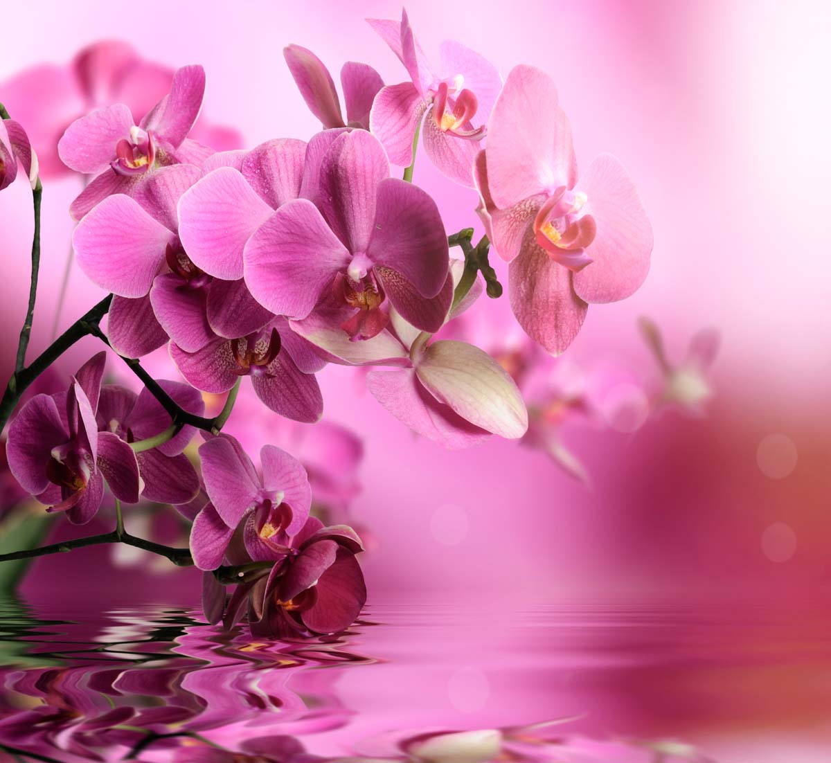 

Фотообои WS Wallpaper Цветы над водой 294*270 (31162) Песок