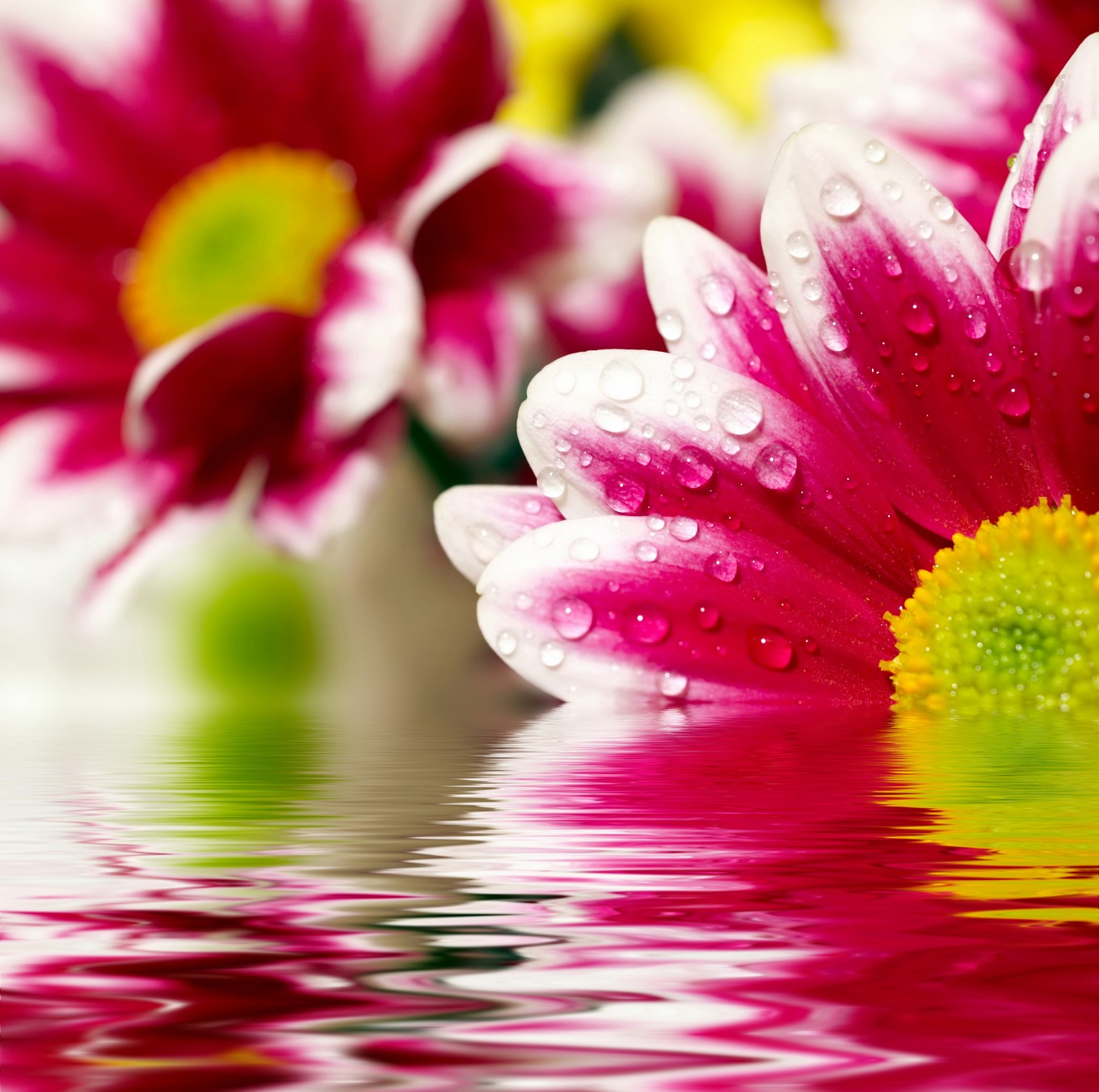

BeHappy Фотообои: Цветы в отражении flowers00066 Холст