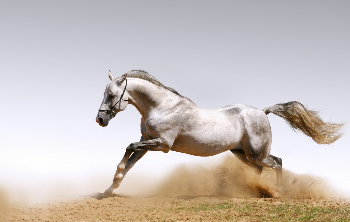 

BeHappy Фотообои: Белый скакун ANI-022 Холст