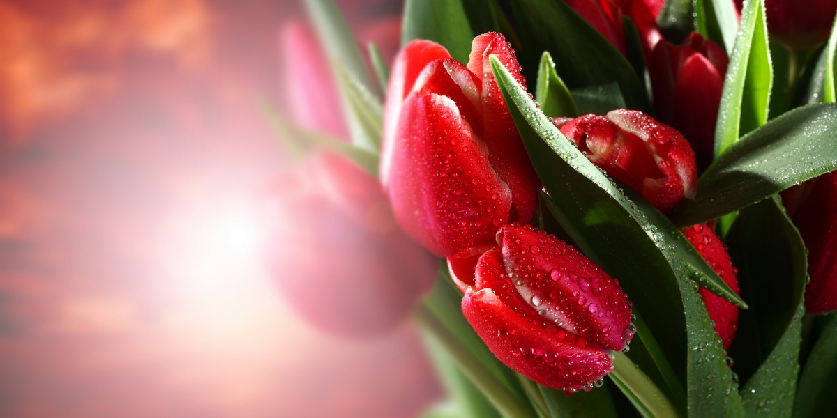 

BeHappy Фотообои Красные тюльпаны NAT-168 Холст