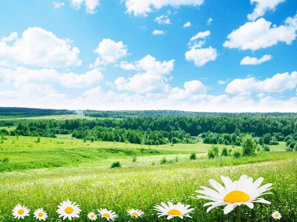 

BeHappy Фотообои: Ромашка, поле, облака flowers00029 Холст