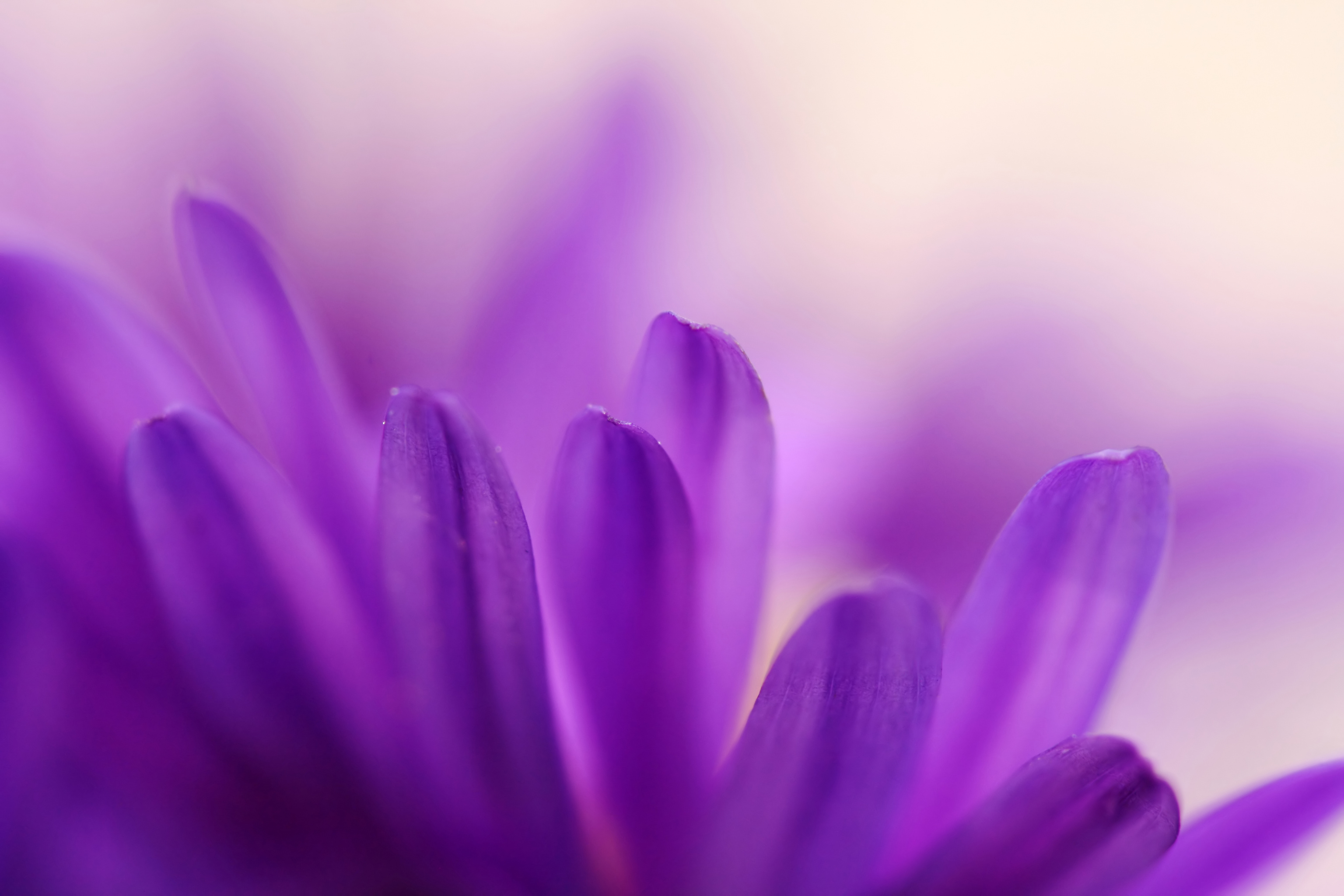 

BeHappy Фотообои: Сказочные лепестки NAT-033 Холст