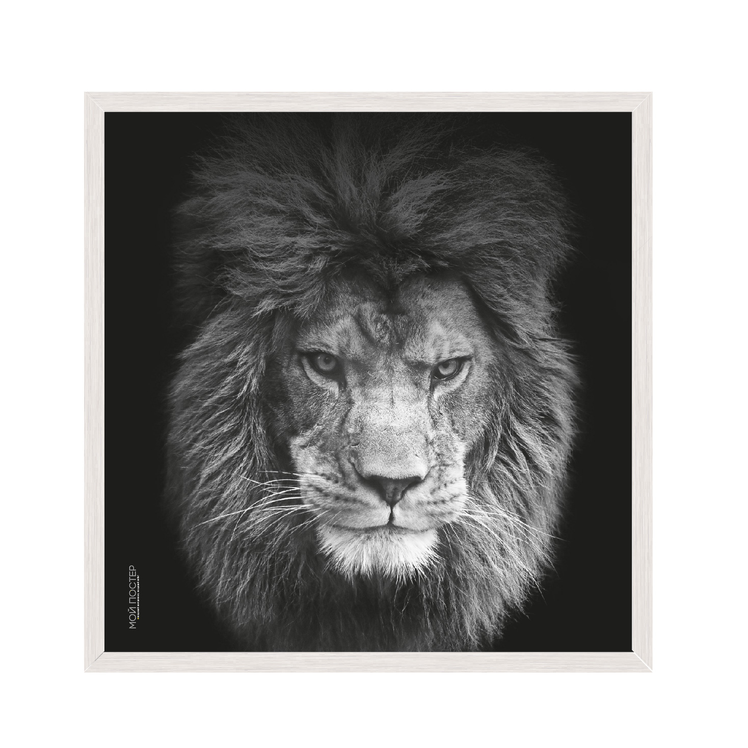 

Постер в рамке MY POSTER 45х45 см White "Lion vol 5."