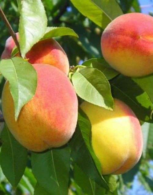 Саженцы персика — купить в Украине: цена, отзывы на ROZETKA