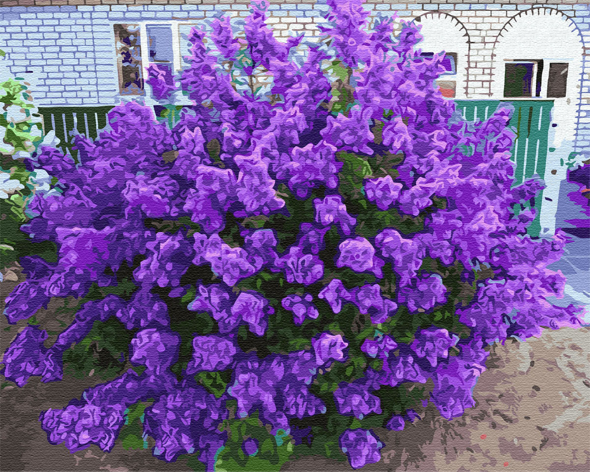 

Картина по номерам BrushMe Сирень у дома 40*50 см (в коробке) арт.BRM3347
