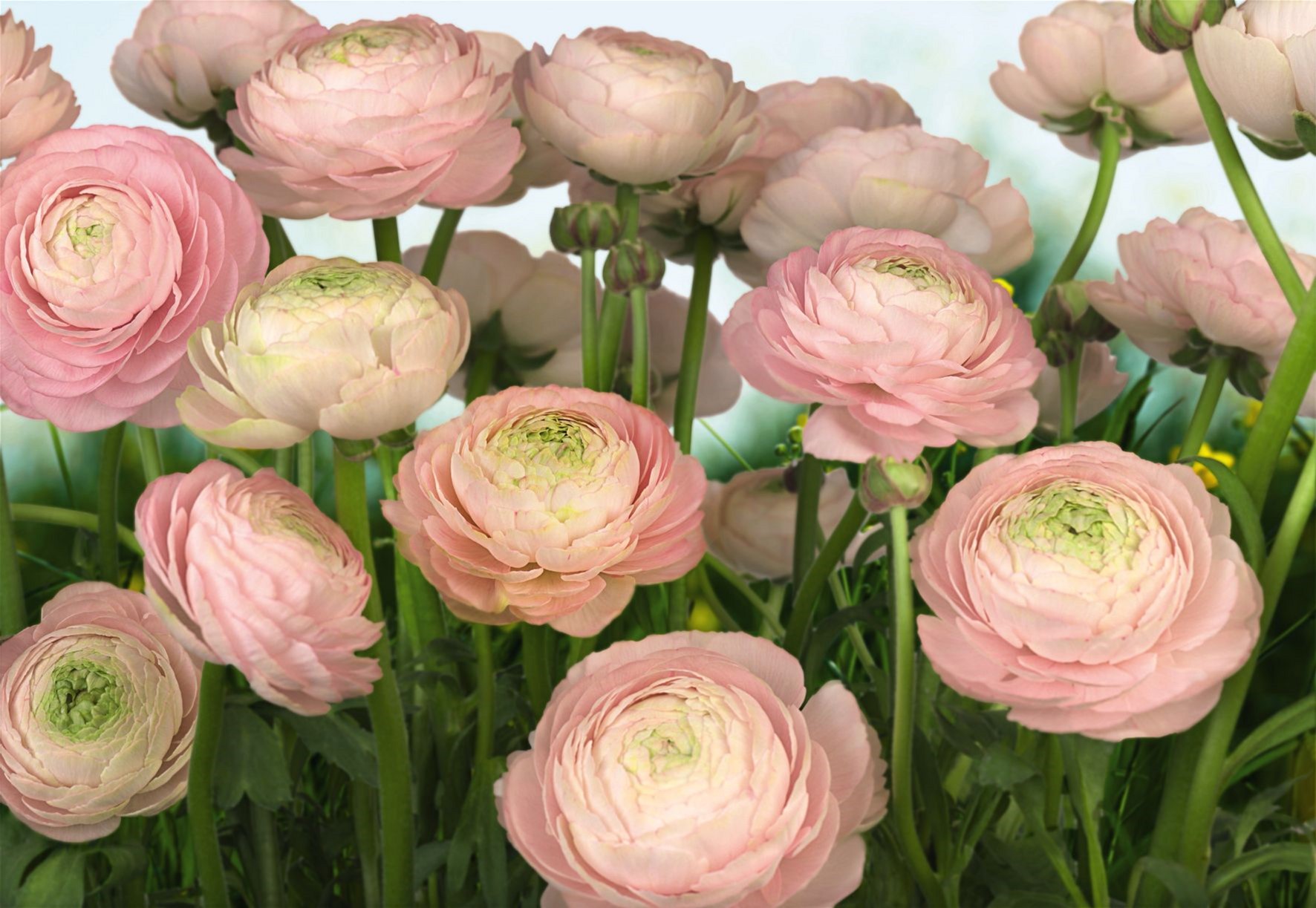 

Фотообои бумажные Komar Gentle Rose 368х254 см 8 сегментов (8-894)