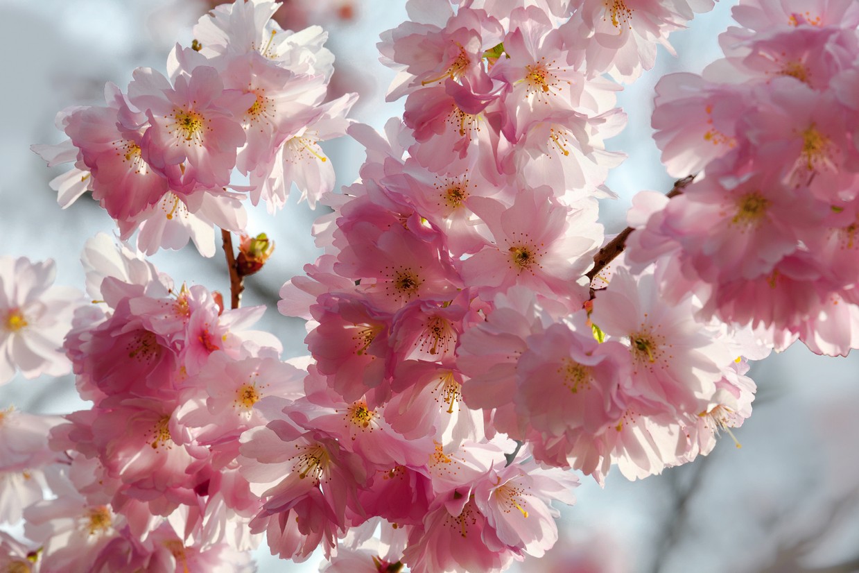 

BeHappy Фотообои: Цветение сакуры flowers00130 Рубин