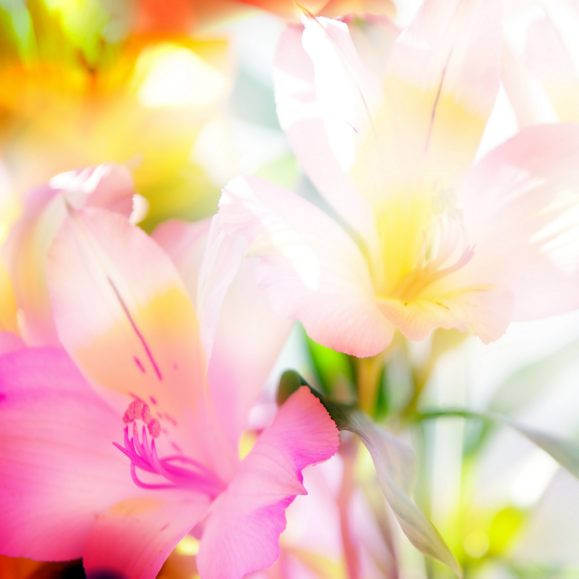

BeHappy Фотообои: Богатство цвета flowers00072 Мозаика