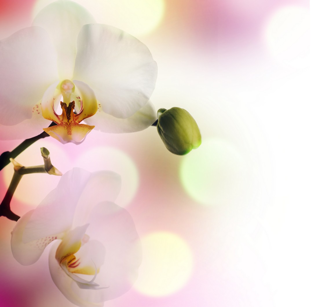 

BeHappy Фотообои: Нежные орхидеи flowers00008 Рубин