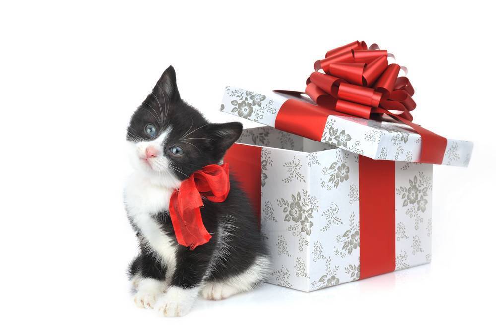 

Картина на холсте LaPrint Коты 120х80 см