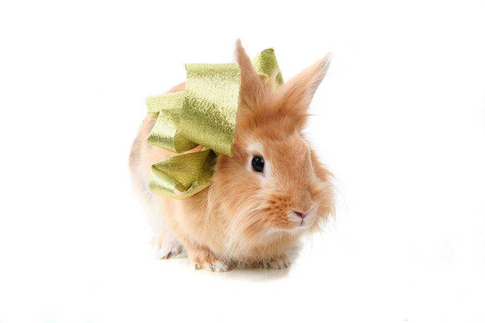 

Картина на холсте LaPrint Кролики 120х80 см