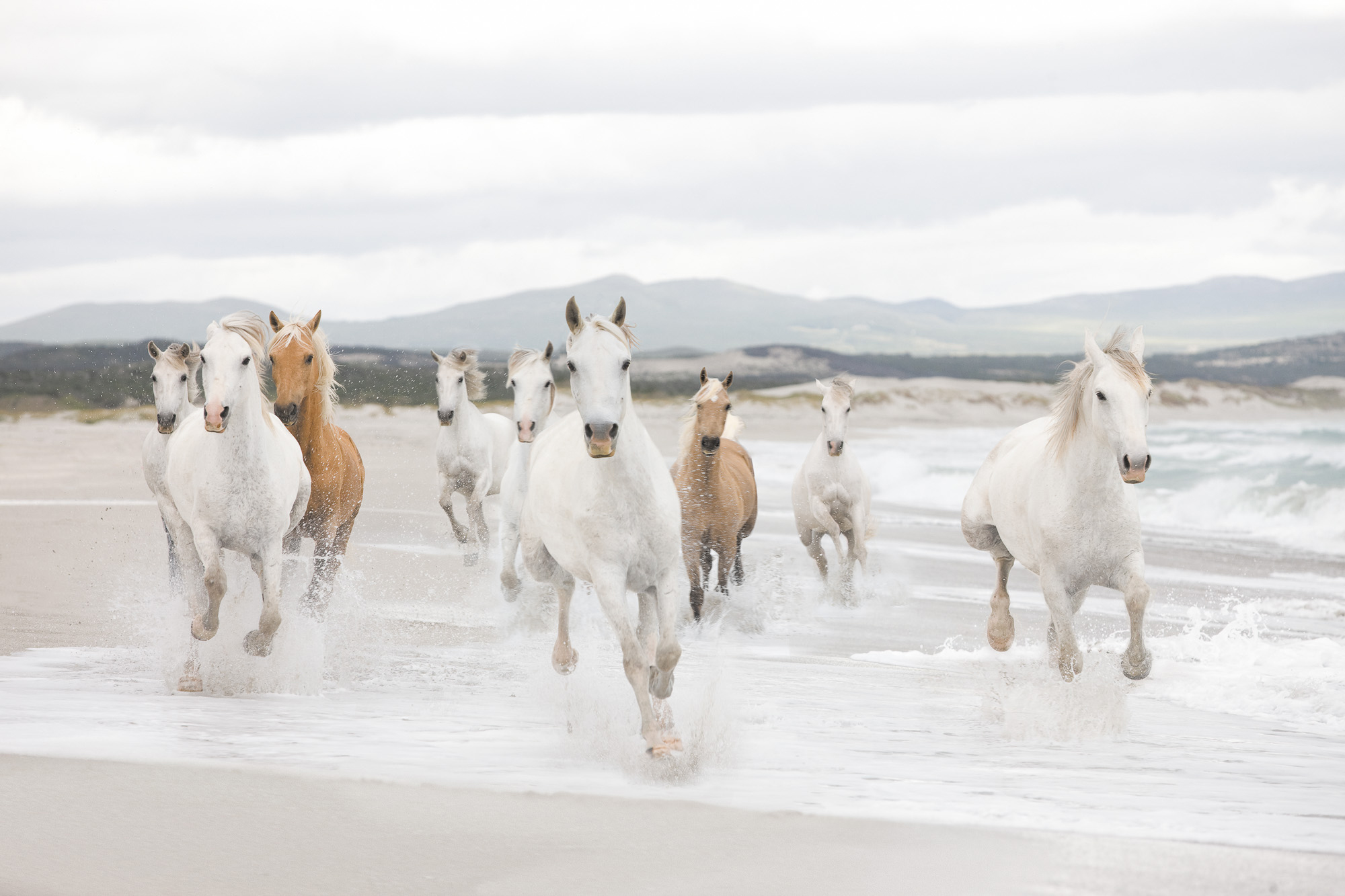 

Фотообои бумажные Komar White Horses (Белые лошади) 368х254 см (8-986)