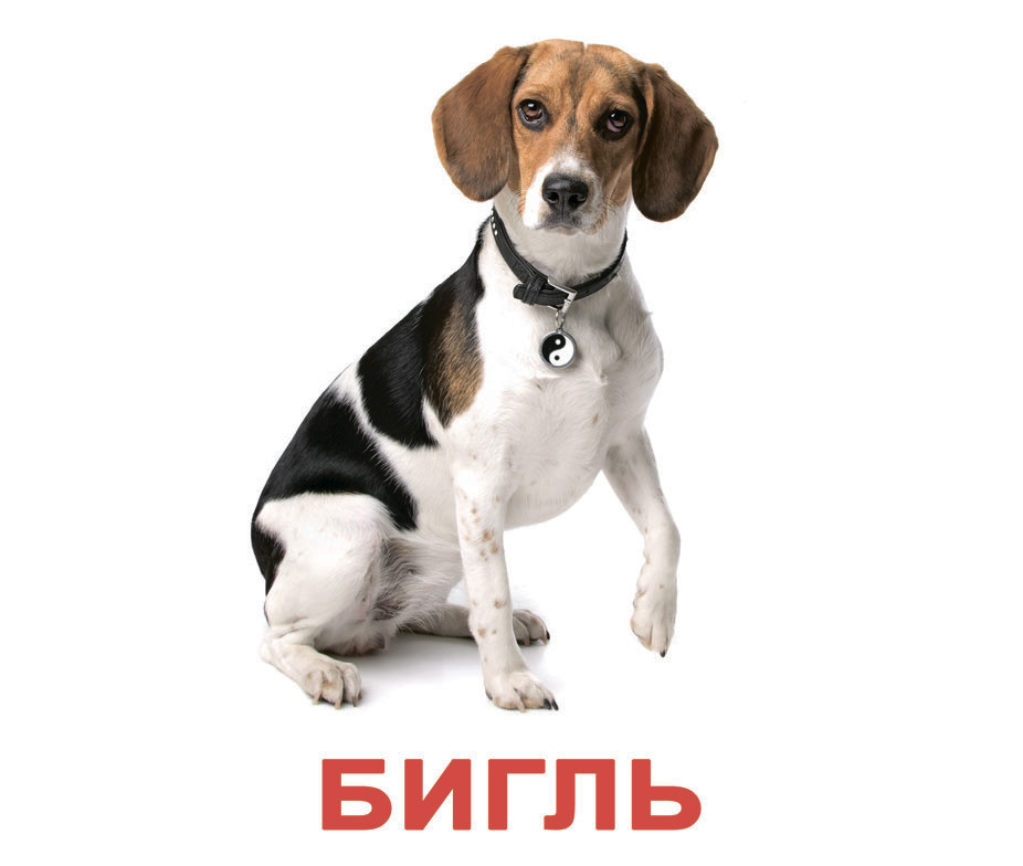 

Большие карточки с фактами /рус.-укр./ "Породы собак" (ламинированные) (028816/388514)