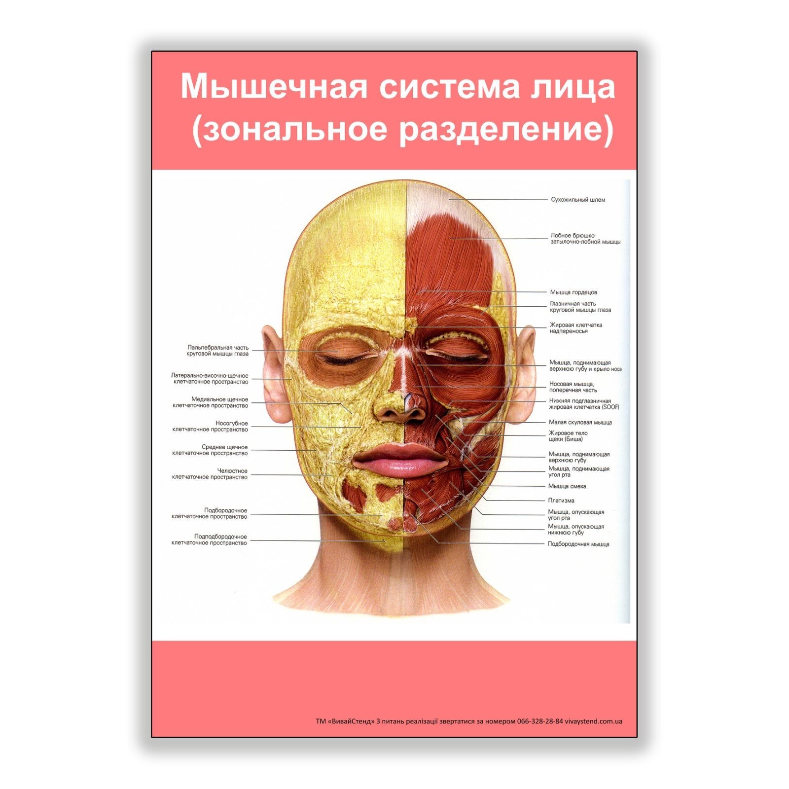 

Плакат Vivay Мышечная система лица (зональное разделение) А2 (8219)