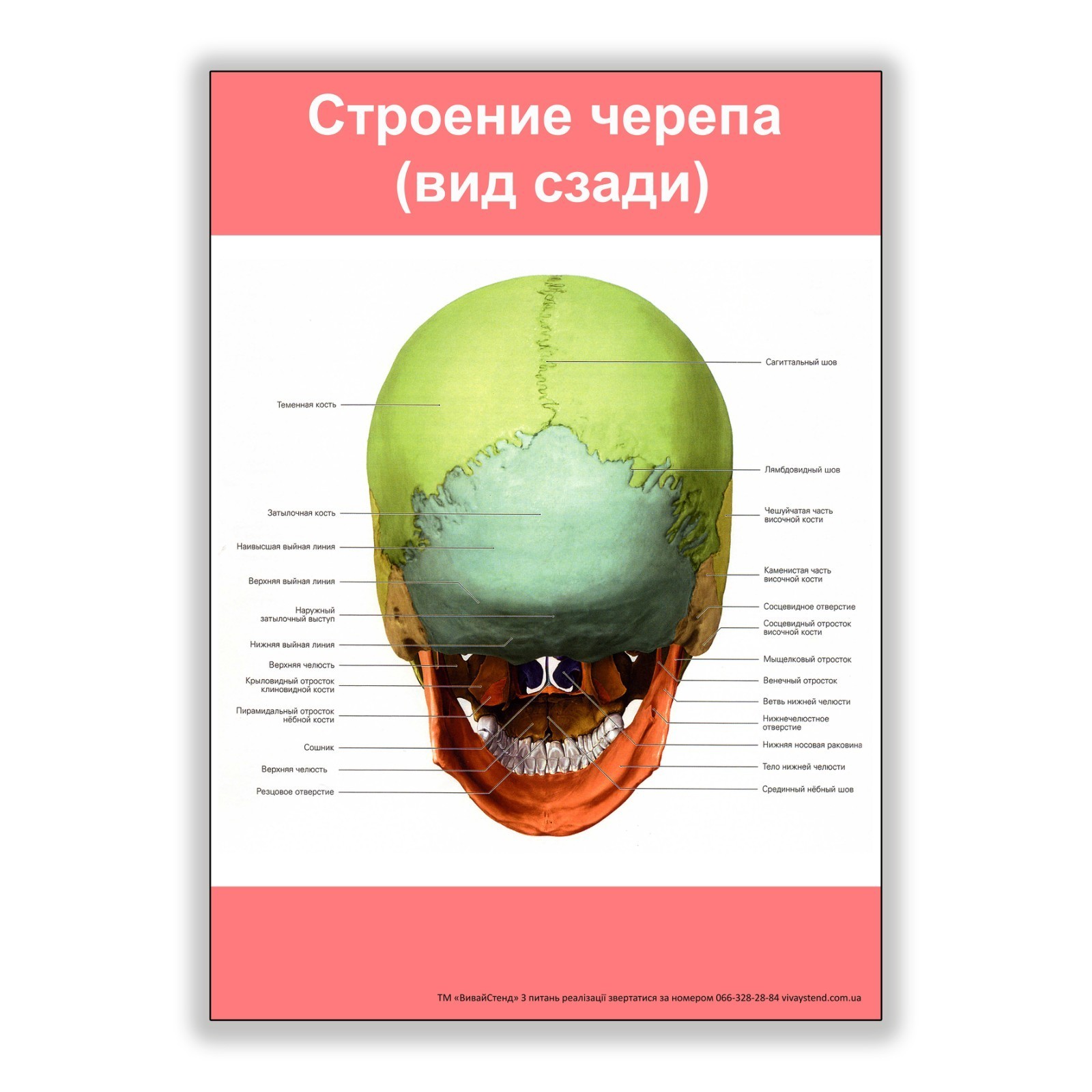 

Плакат Vivay Строение черепа (вид сзади) А1 (8178)