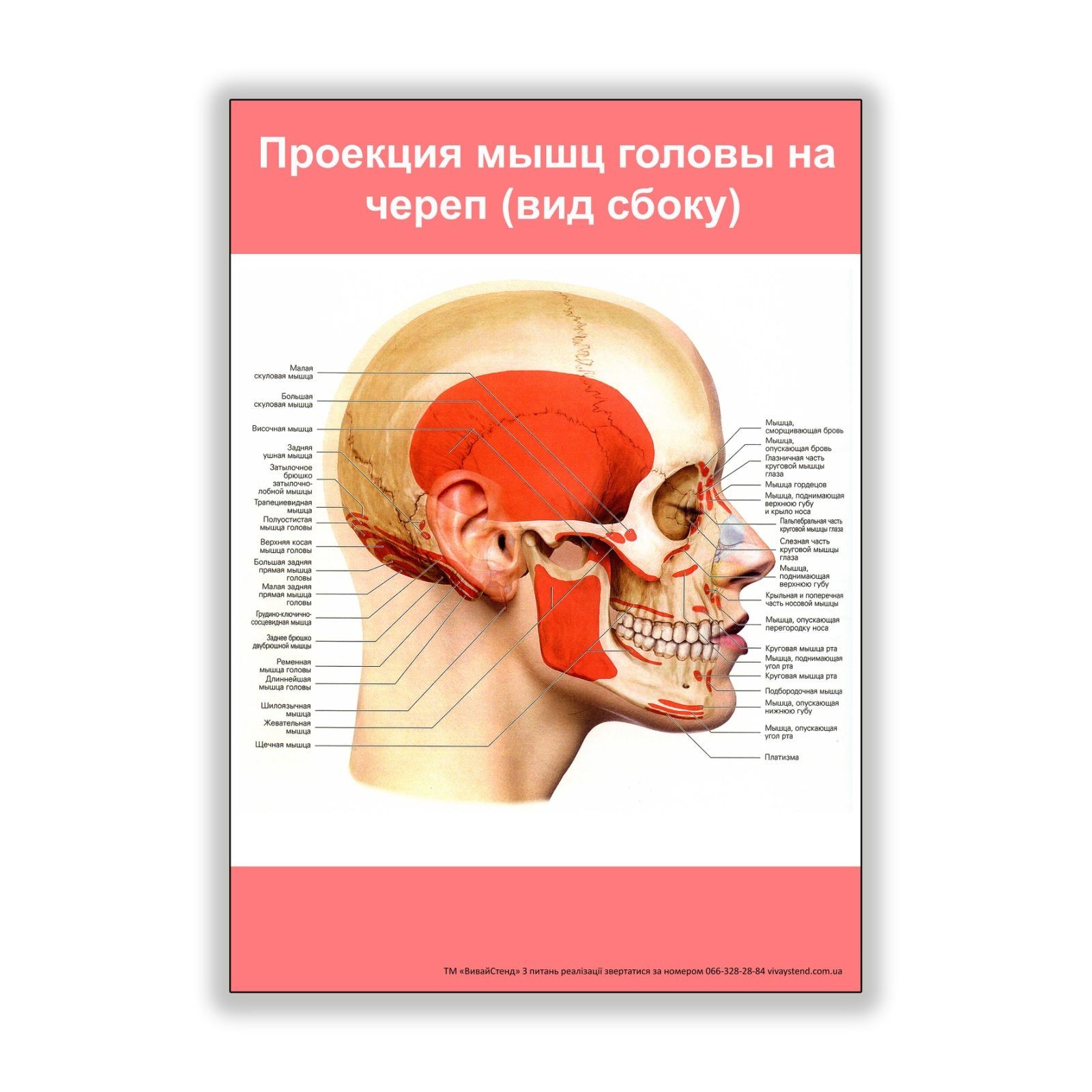 

Плакат Vivay Проекция мышц головы на череп (вид сбоку) А0 (8241)
