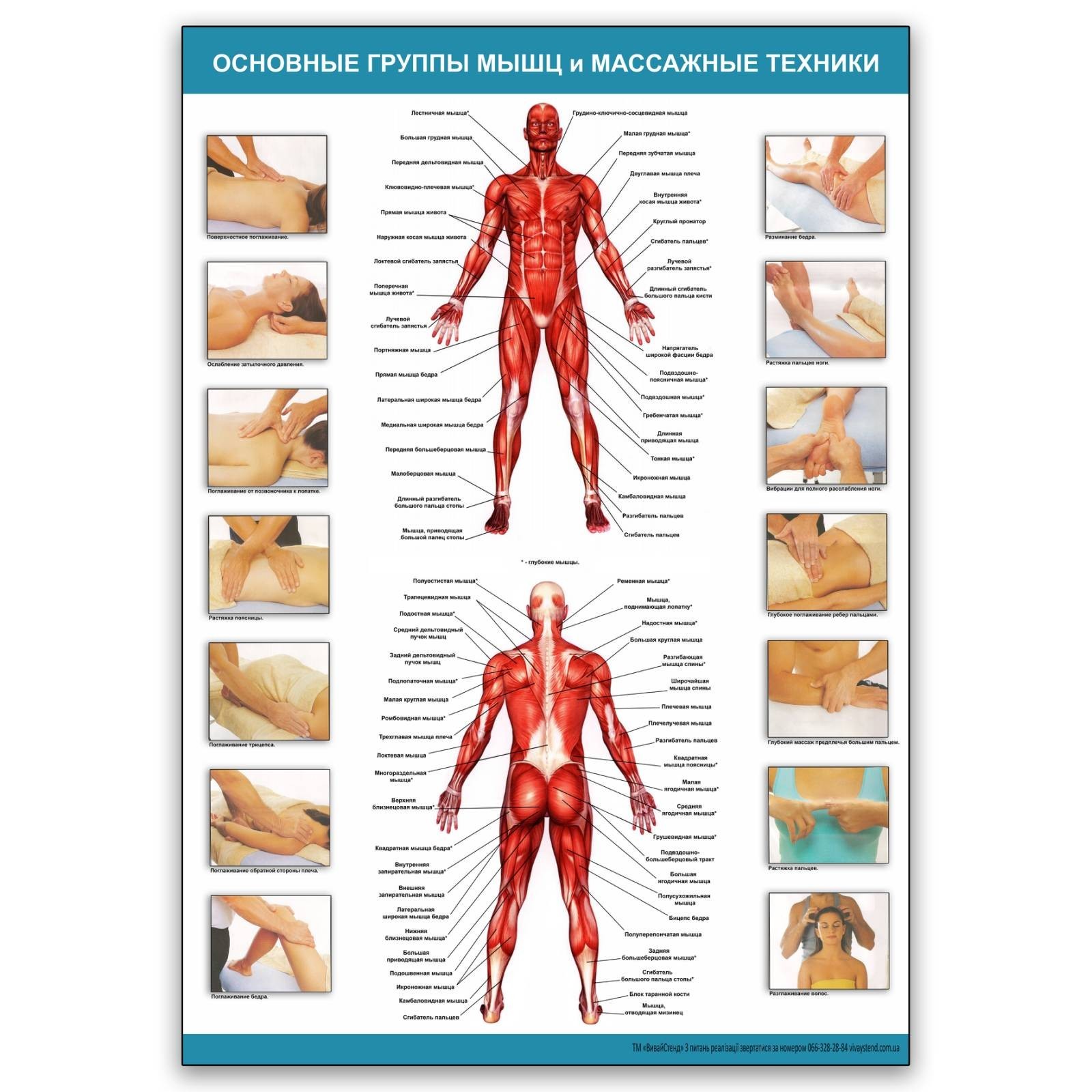 

Плакат Vivay Основные группы мышц и массажные техники А1 (8114)