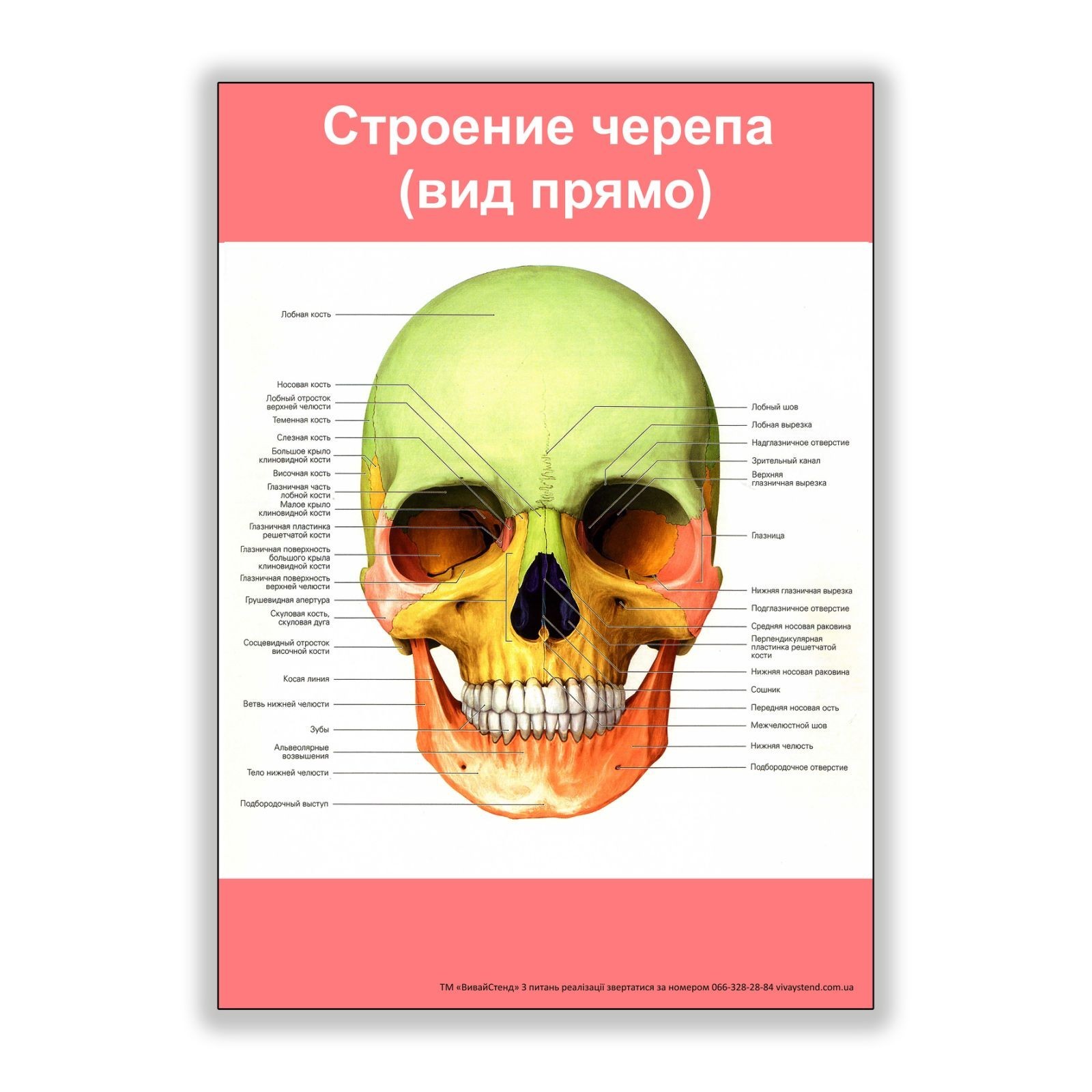 

Плакат Vivay Строение черепа (вид прямо) А1 (8162)