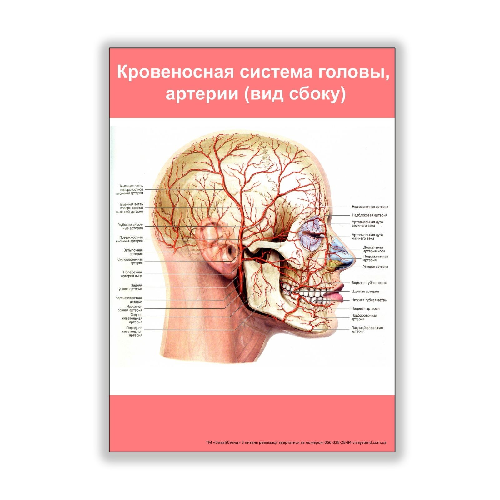 

Плакат Vivay Кровеносная система головы, артерии (вид сбоку) А1 (8250)