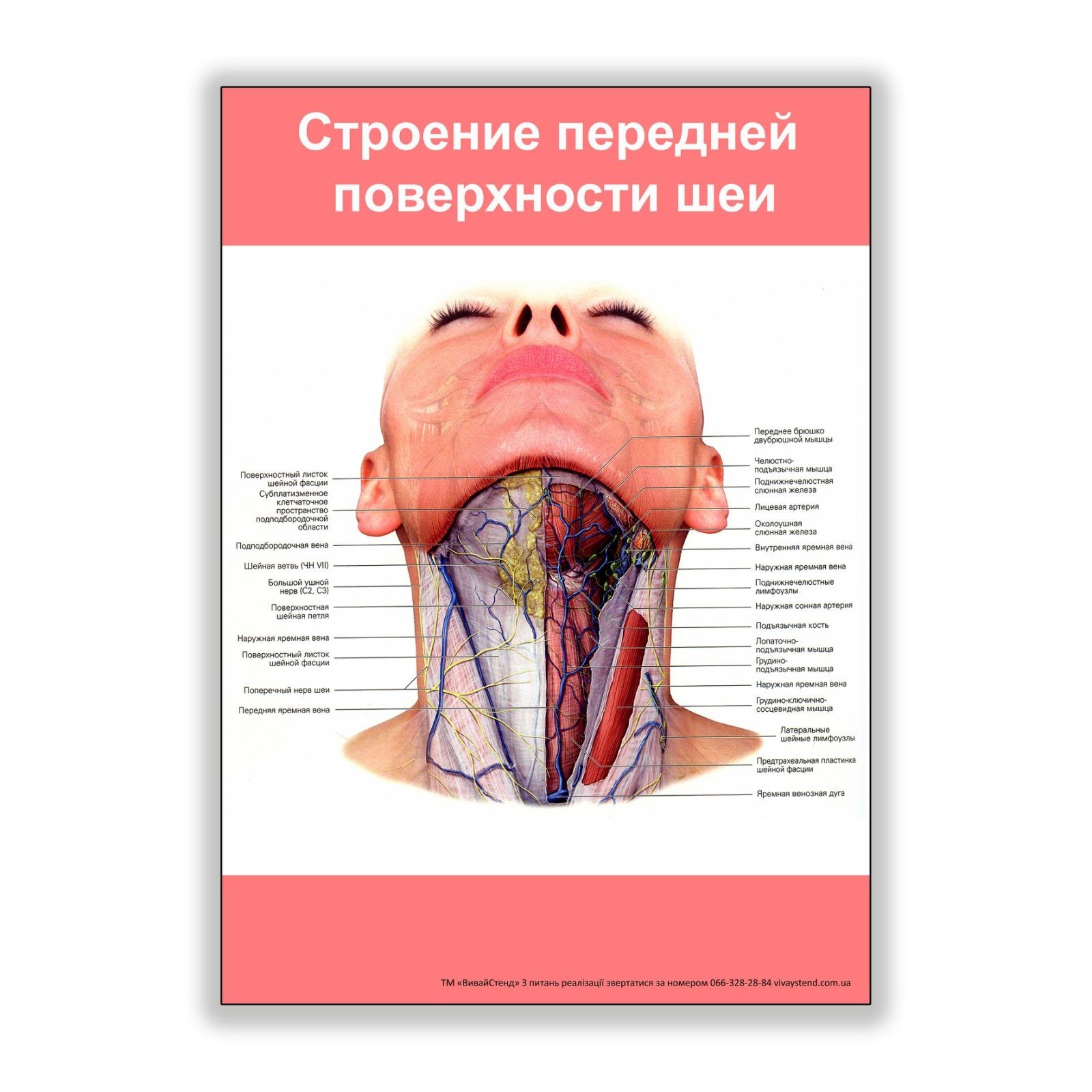 

Плакат Vivay Строение передней поверхности шеи А2 (8147)