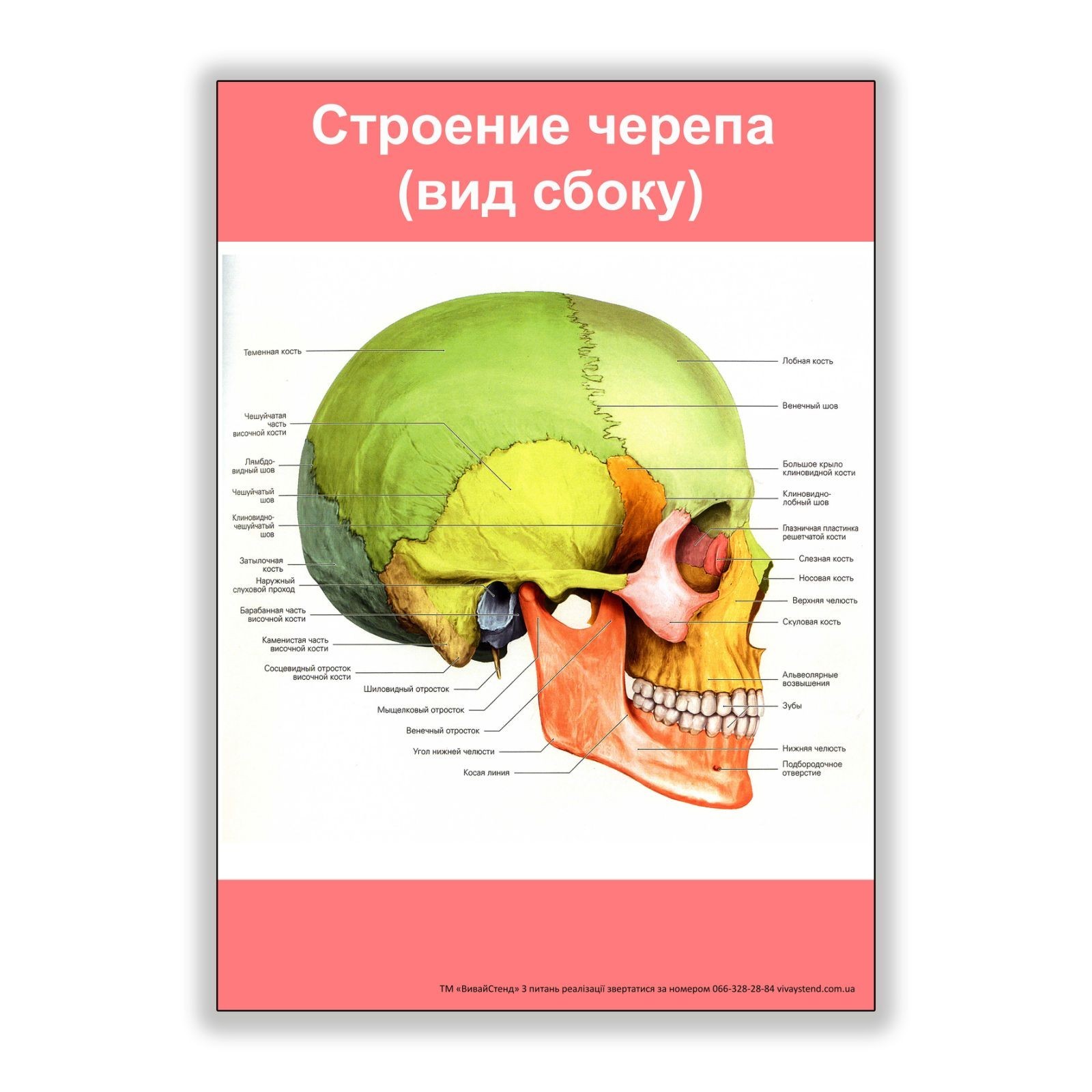 

Плакат Vivay Строение черепа (вид сбоку) А0 (8169)