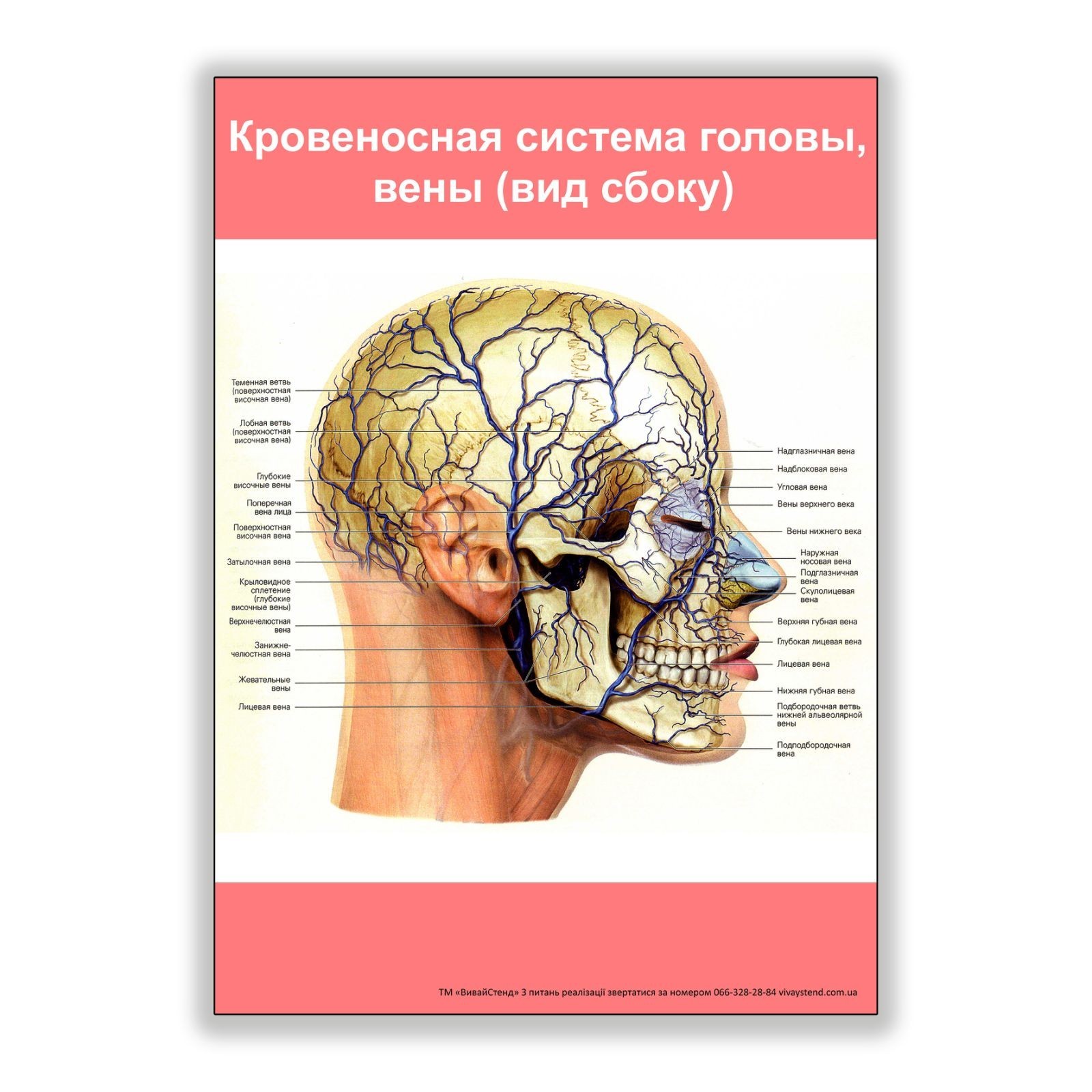 

Плакат Vivay Кровеносная система головы вены (вид сбоку) А1 (8122)