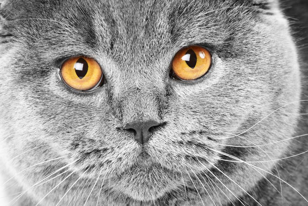 

Картина на холсте LaPrint Коты 90х60 см
