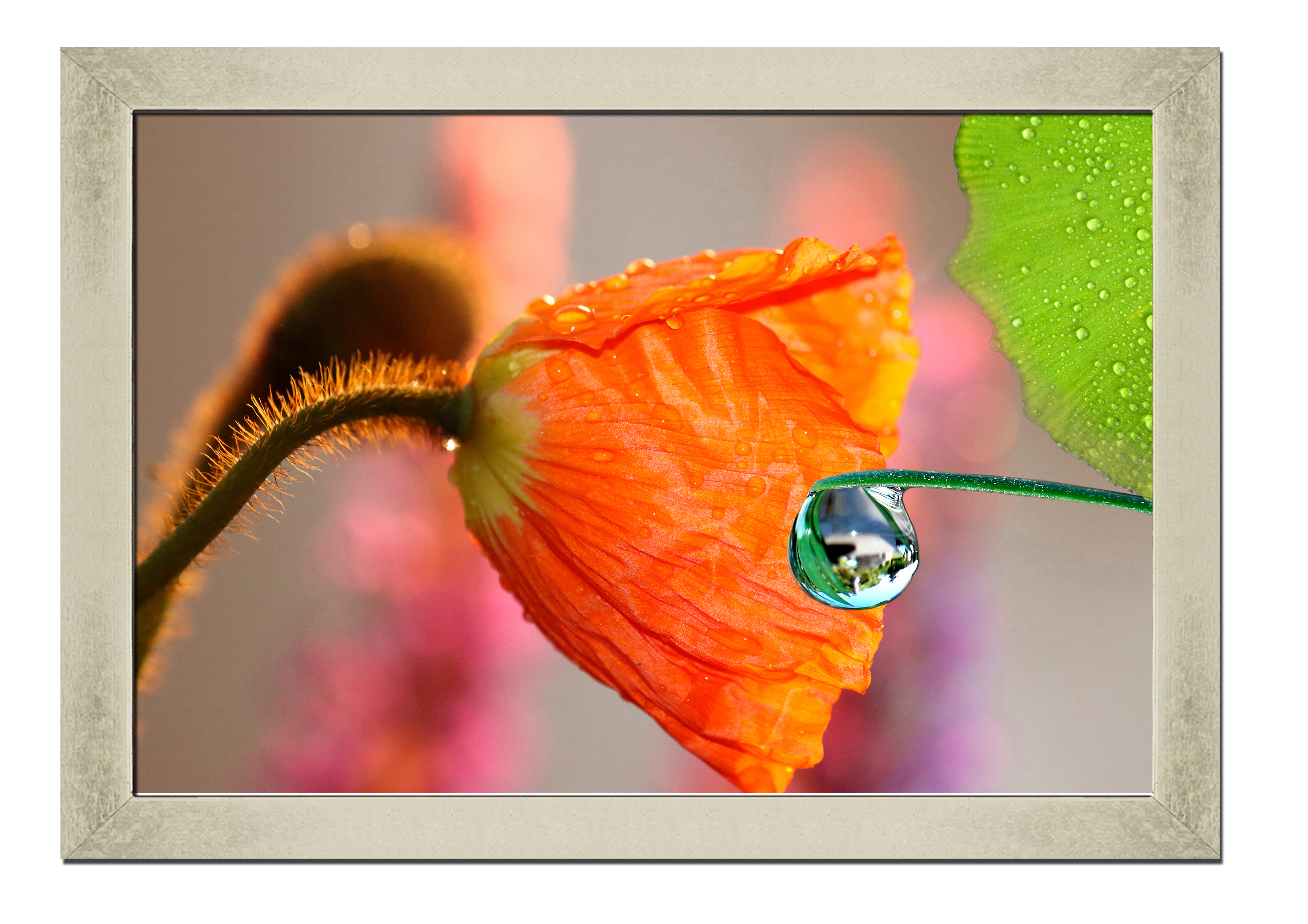 

Silver frame картина на файн-арт бумаге Дикие маки цветы, растения Hotel Arizona HD 31 см x 41 см