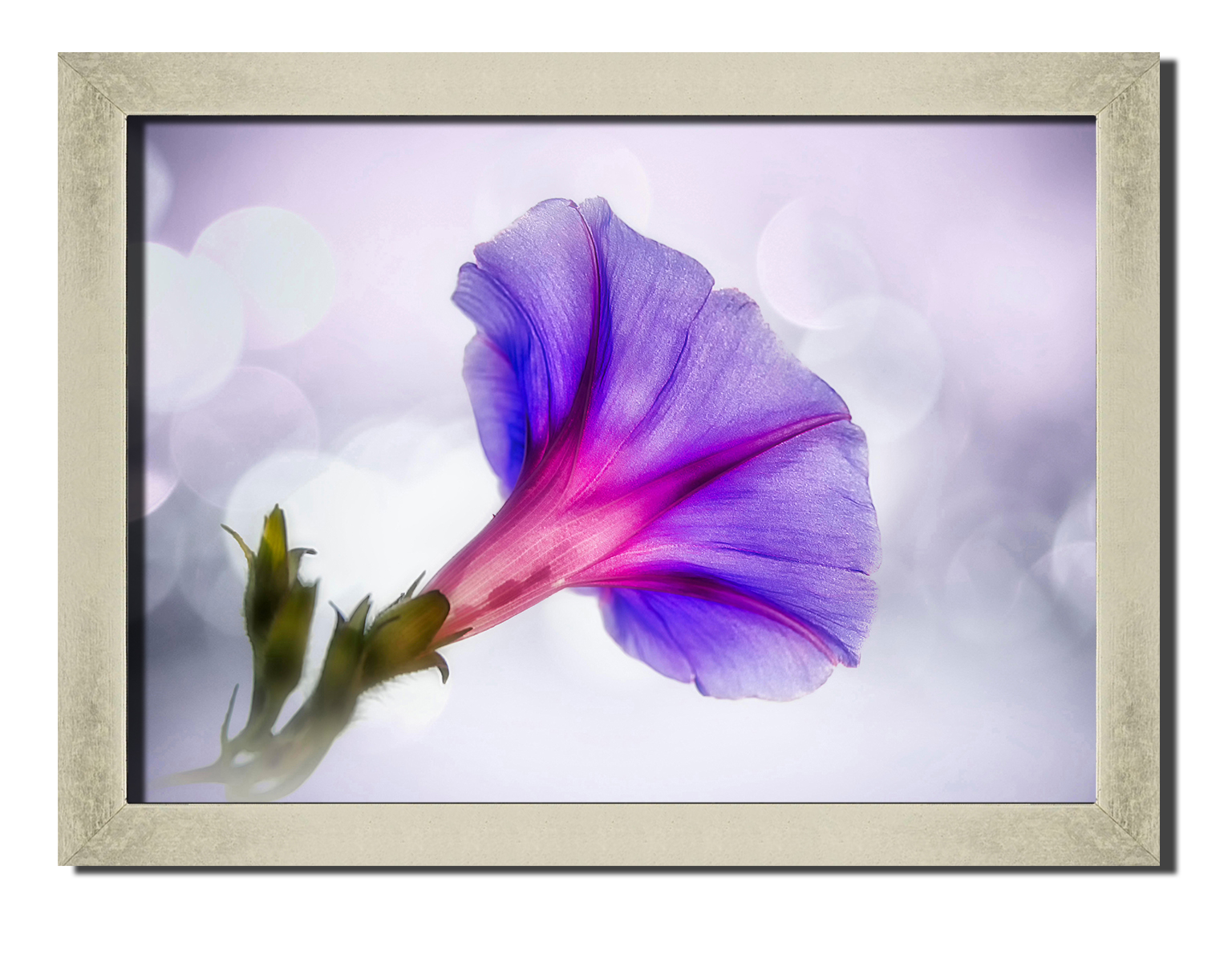 

Silver frame картина на файн-арт бумаге Утренние цветы любовь цветы роматника свиданье Hotel Arizona HD 31 см x 41 см