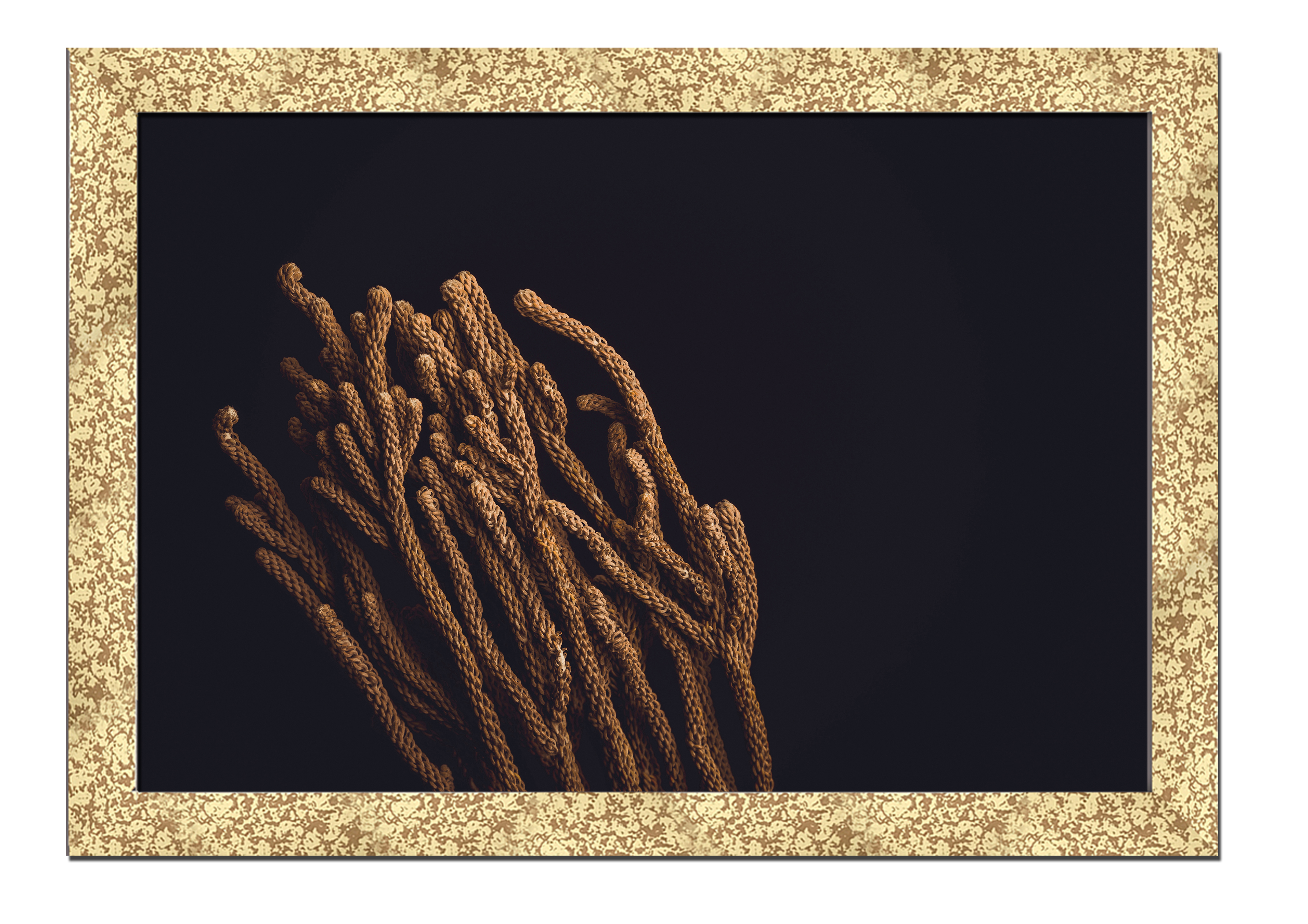 

Golden frame картина на файн-арт бумаге Растение Гербарий растения, цветы Hotel Arizona HD 31 см x 41 см