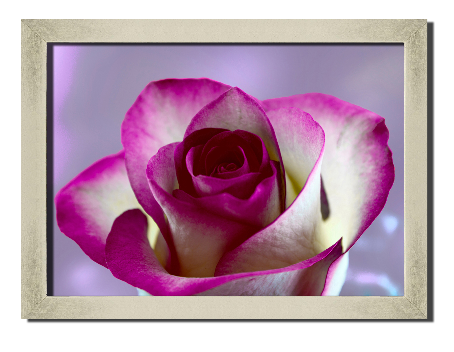 

Silver frame картина на файн-арт бумаге Розовая роза любовь цветы роматника свиданье Hotel Arizona HD 31 см x 41 см