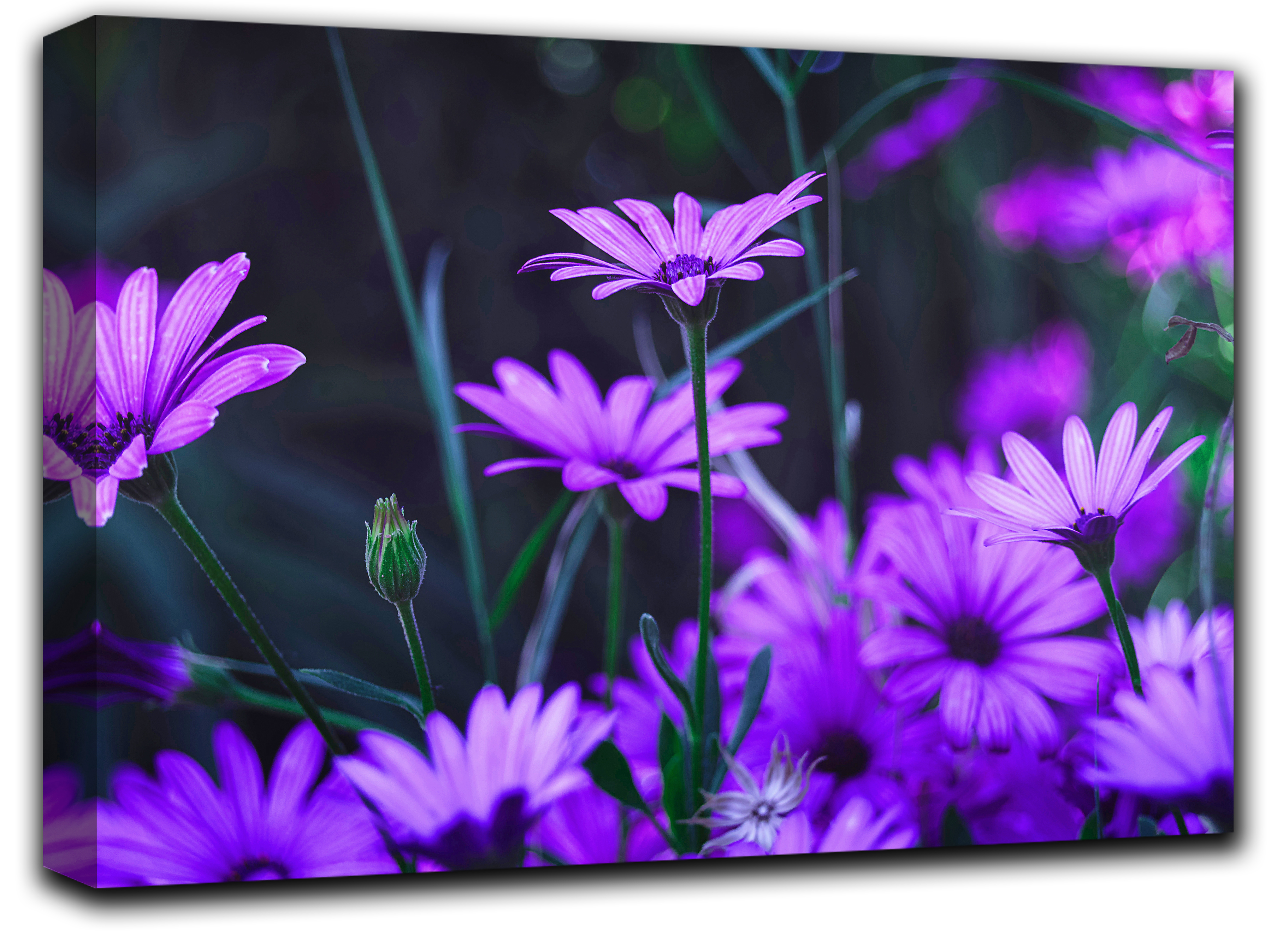 

картина на холсте Прекрасная Маргарита любовь цветы роматника свиданье Hotel Arizona HD 44 см x 77 см