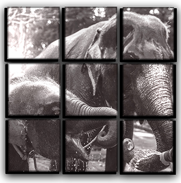

Модульная картина на холсте 9 частей слоны и погонщик восточная природа Hotel Arizona HD 77 см x 77 см