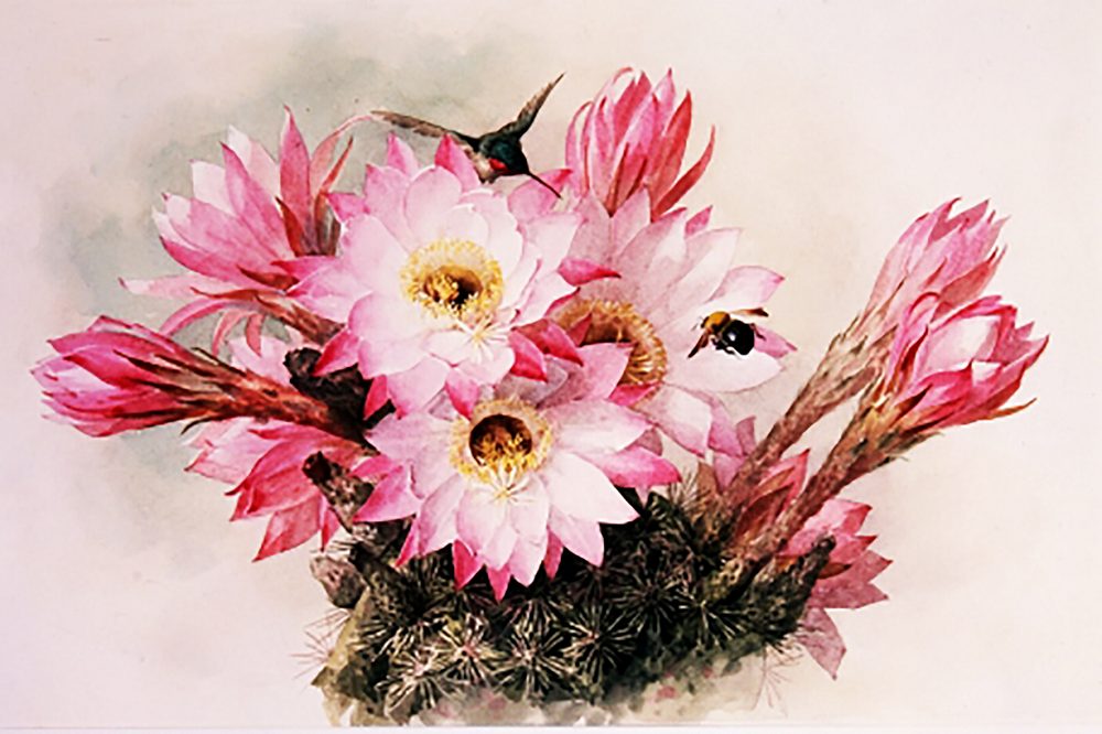 

Набор алмазной вышивки "Цветение кактуса"