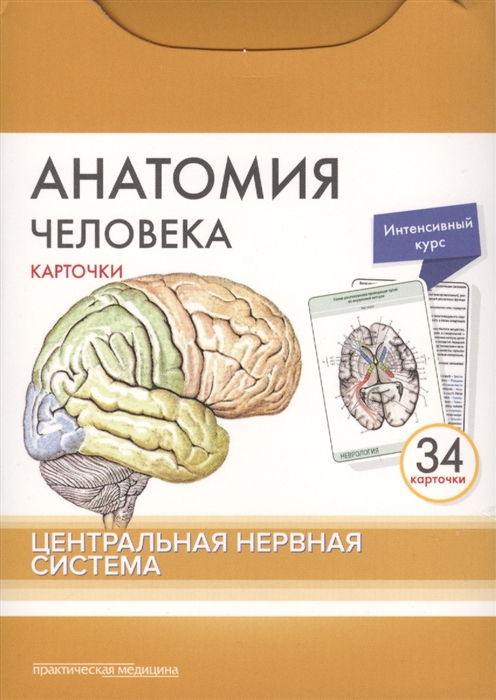 

Анатомия человека. Центральная нервная система. КАРТОЧКИ (34 шт)