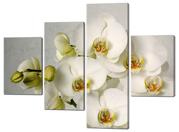 

Модульная картина Interno Холст Ветви белой орхидеи 106х78см