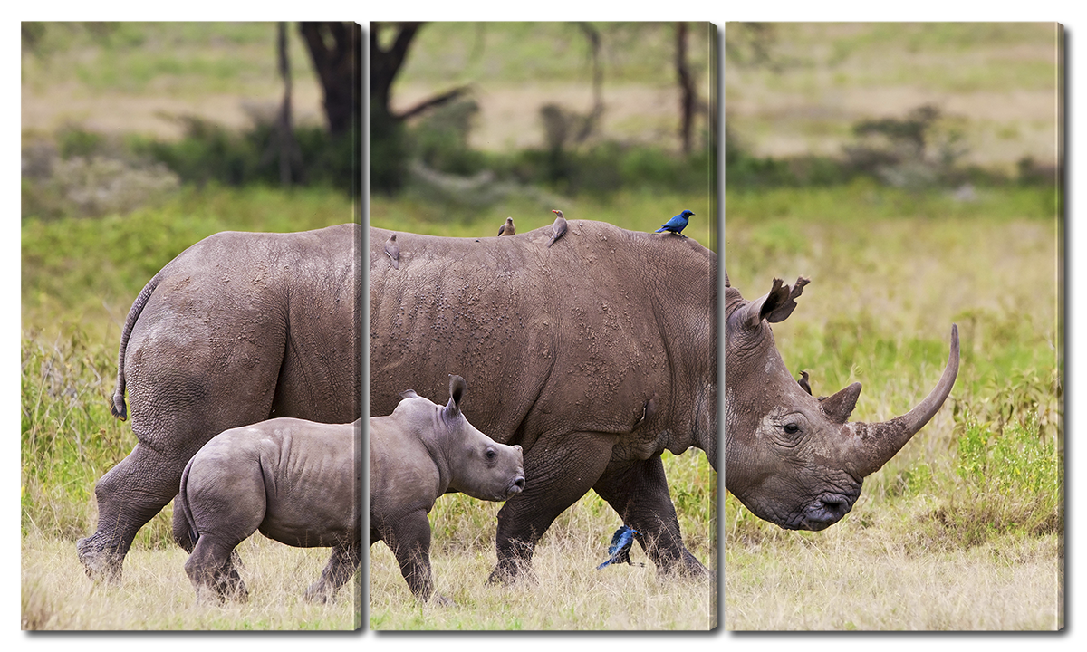 

Модульная картина Interno Холст Белый носорог 84х47см