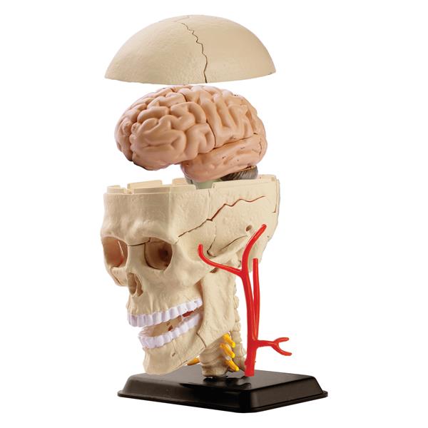 

Модель черепа с нервами Edu-Toys сборная, 9 см (SK010)