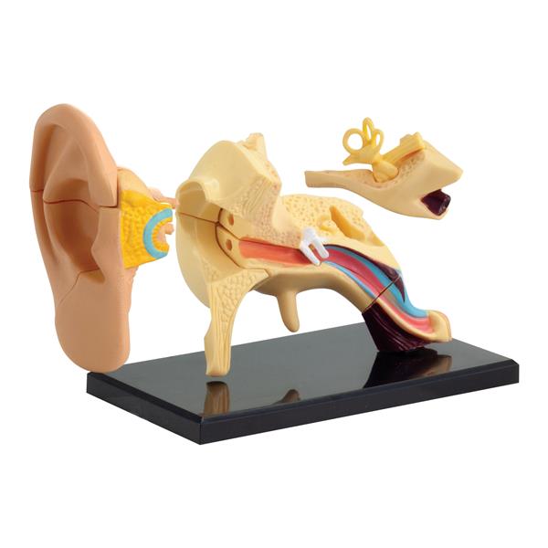 

Модель анатомия уха Edu-Toys сборная, 7,7 см (SK012)