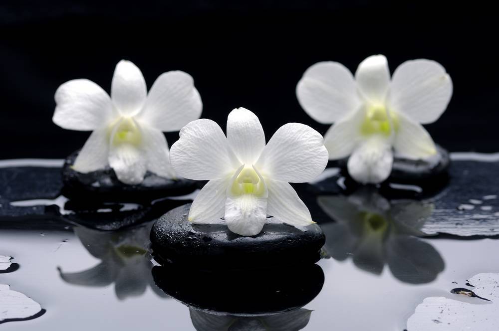 

Картина на холсте LaPrint SPA 90х60 см