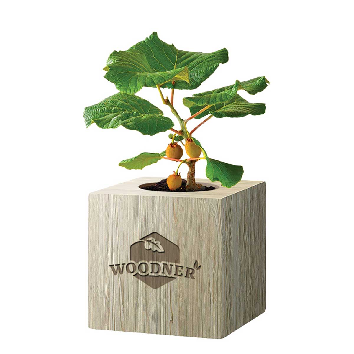 

Набор для выращивания Woodner «Путешественник Киви» (26659)