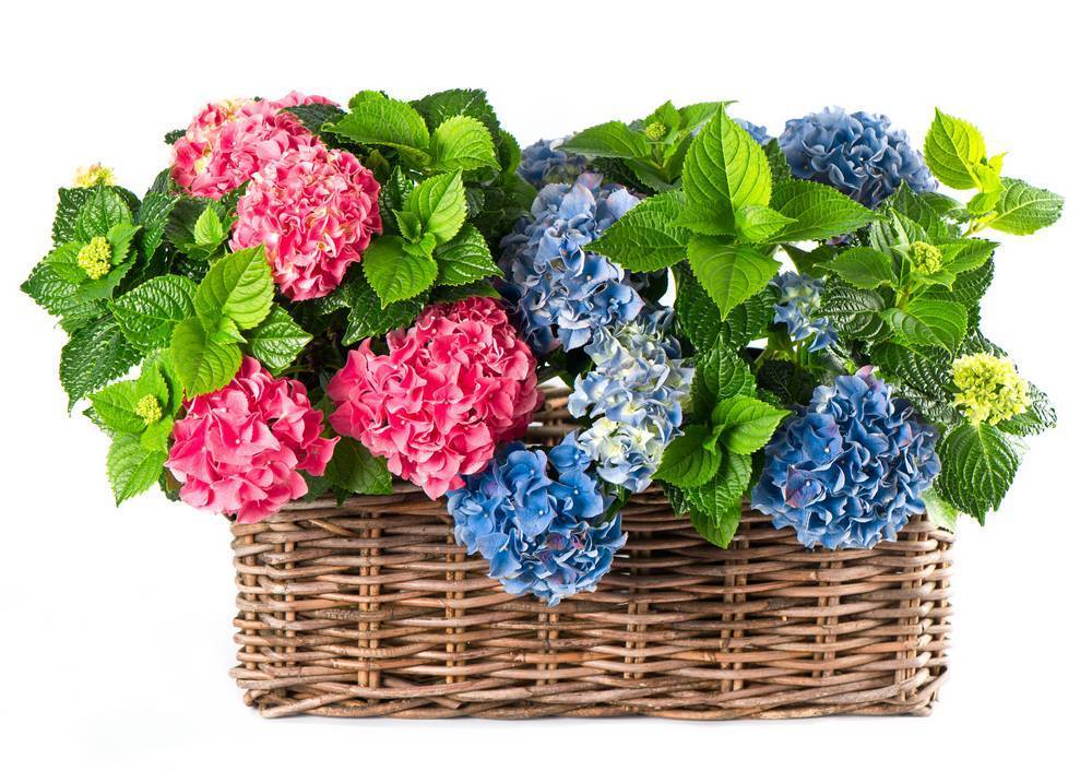 

Картина на холсте LaPrint Цветы 90х60 см
