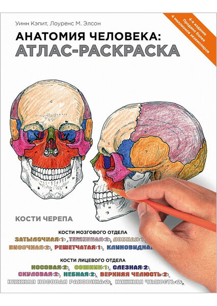 

Анатомия человека: атлас-раскраска 99358